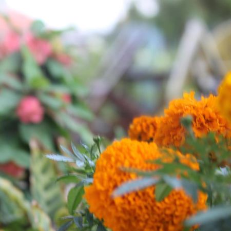 קטמנדו Mount Annapurna Guest House מראה חיצוני תמונה